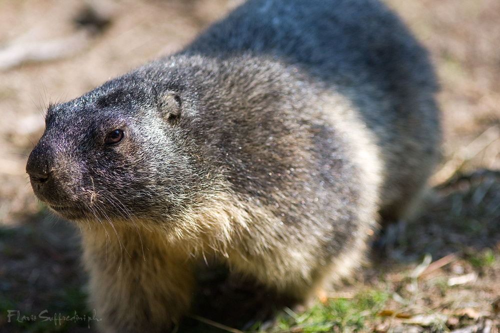 Marmotta 2 (Marmota marmota)