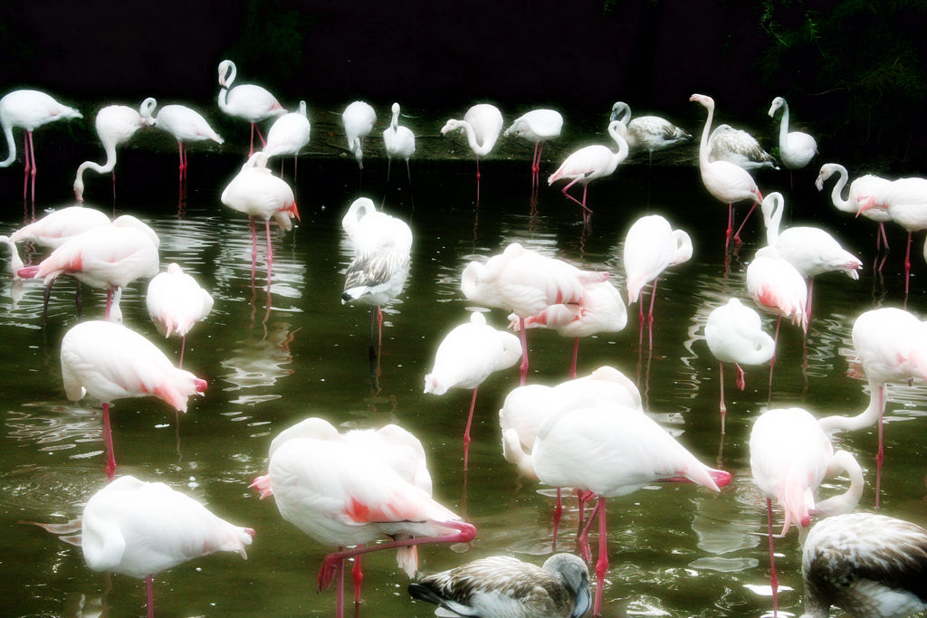 Fenicotteri