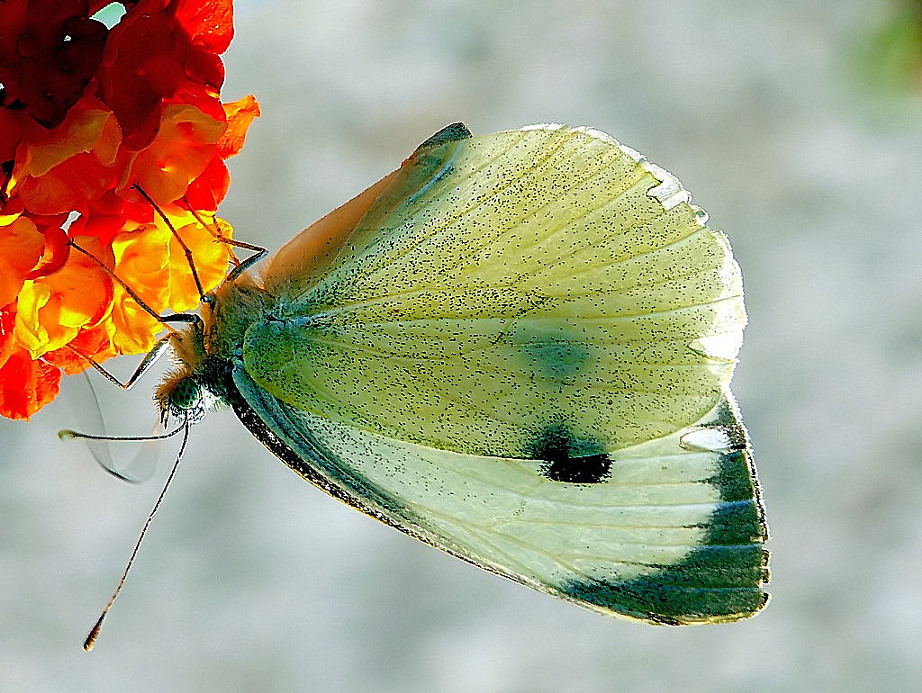 A....A...Abbronzatissima