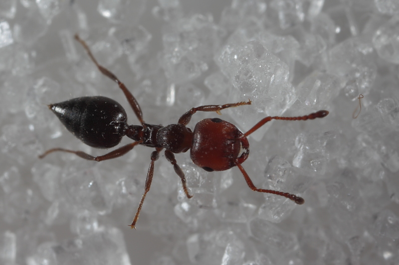 formichina tra lo zucchero