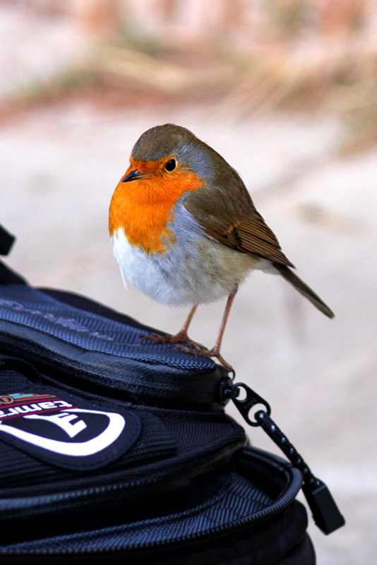 Assitente Alla Fotografia