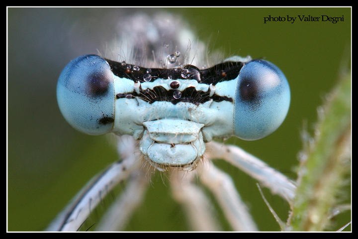 Ritratto di damigella