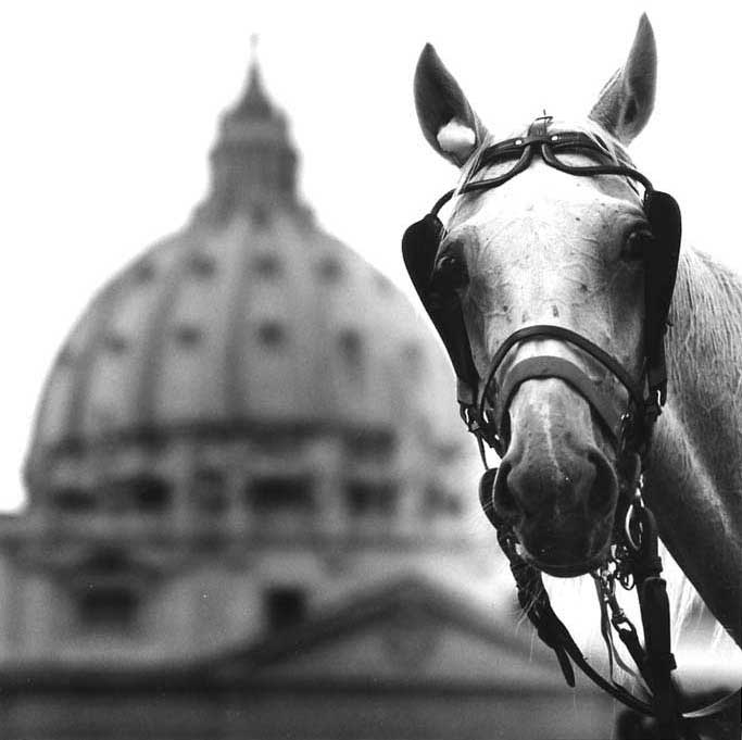 Cavallo a S. Pietro [Mamiya 6, 150/4.5 a tutta apertura, Tri-x ]