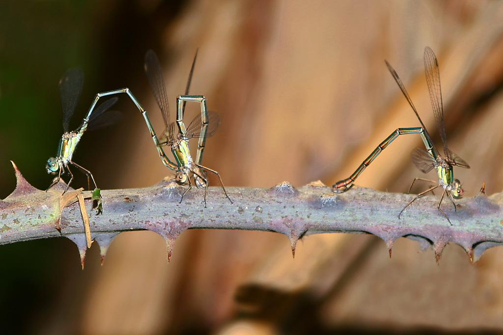 Non c'� DUE senza TRE...