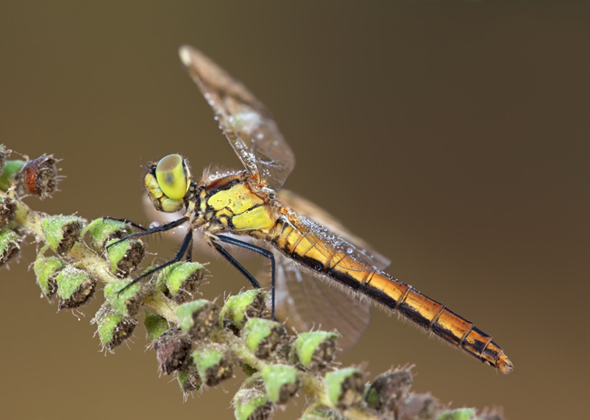 Sympetrum striolatum