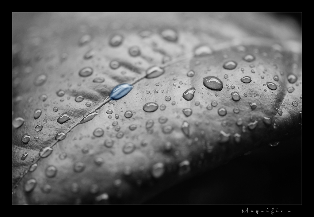 Rain Drops