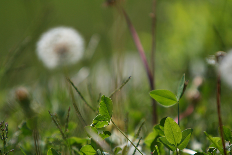 Trifogli e altre erbe
