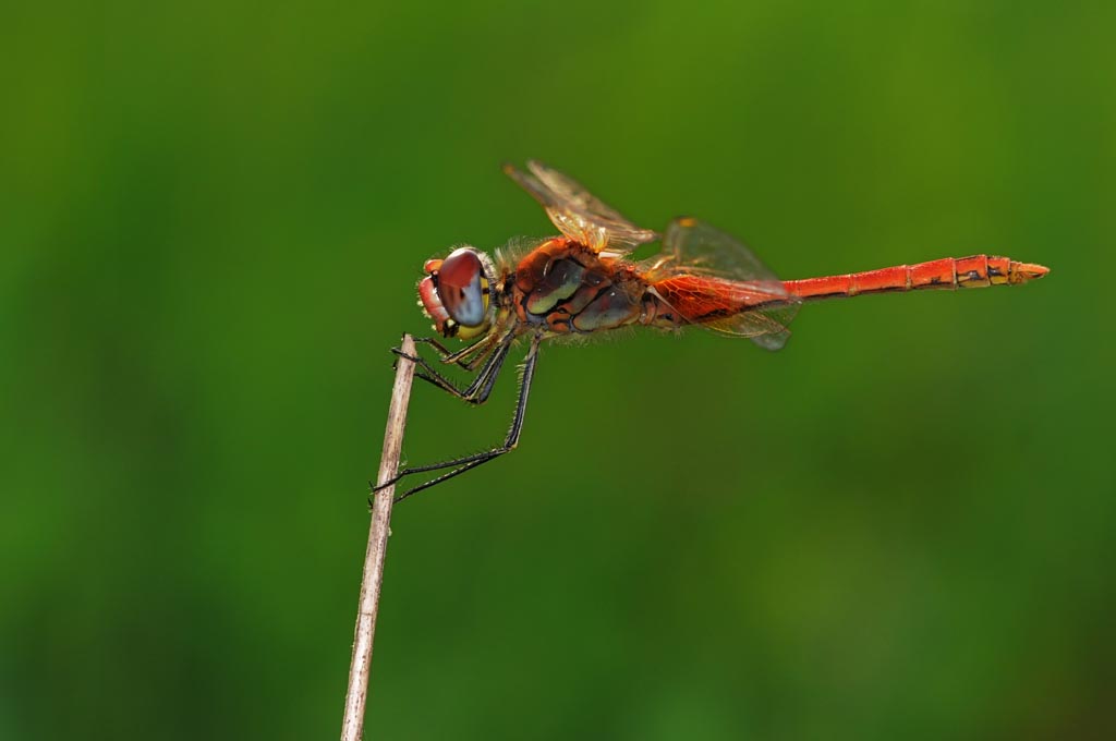 libellula