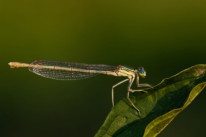 Platycnemis pennipes