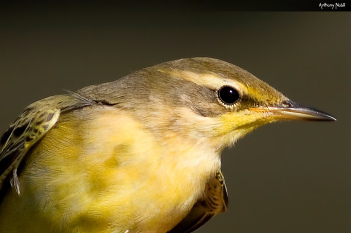 Cutrettola ( flavissima )