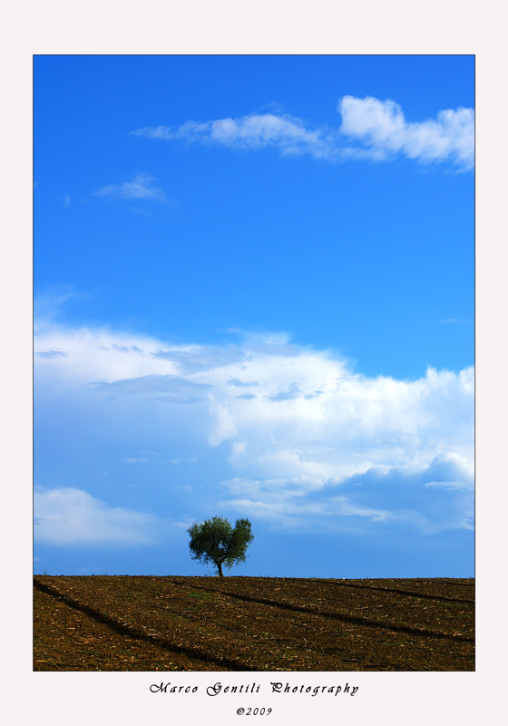 L'albero solitario