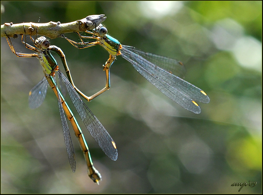 natural insemination