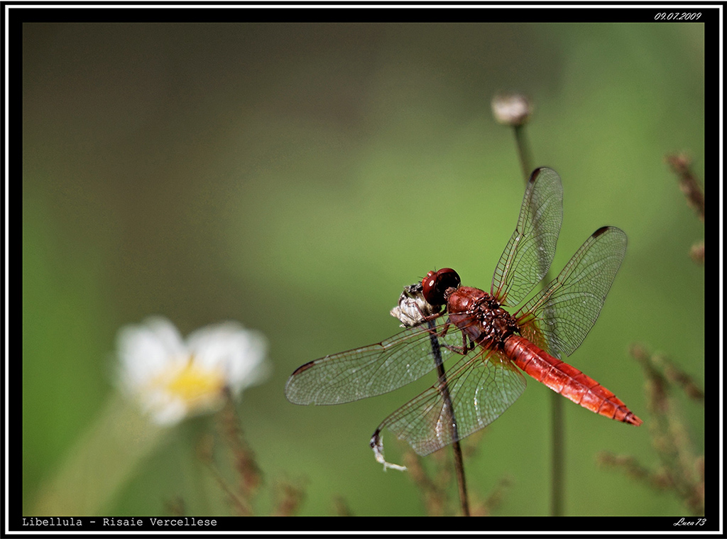 Libellula # 2