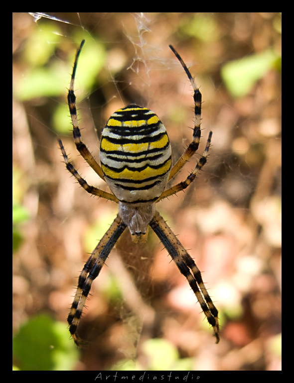 Argiope - Monte Folgorito