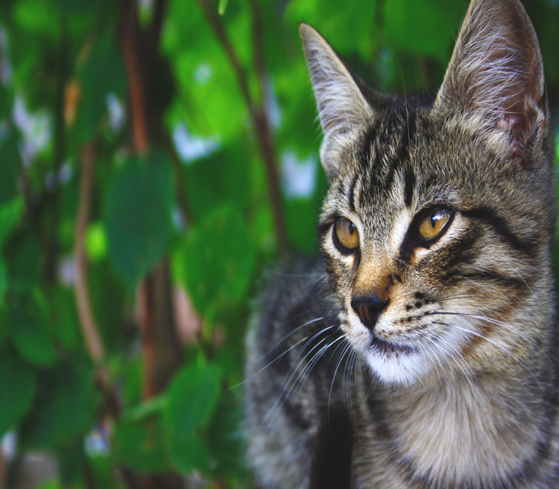 Il gatto della nonna