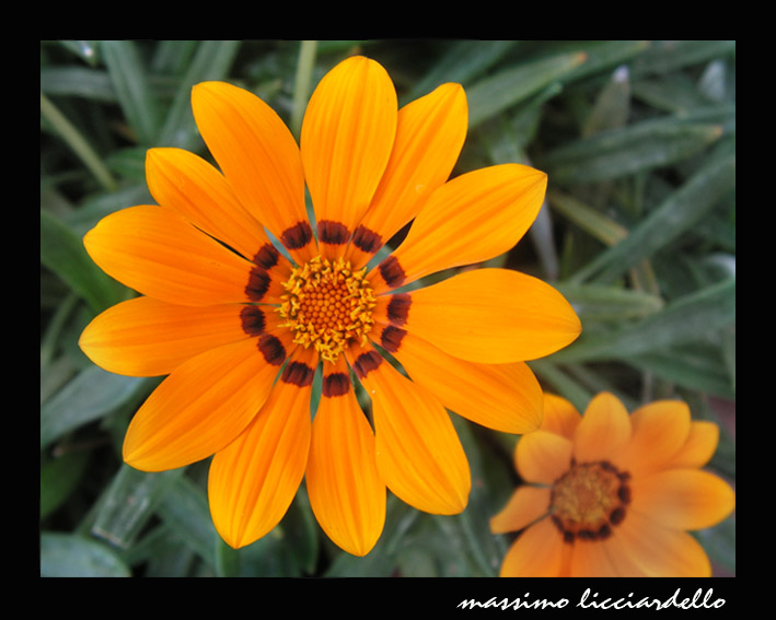 Nel segno del Giallo