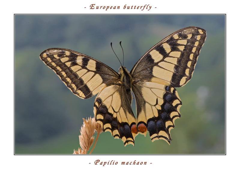 papilio machaon