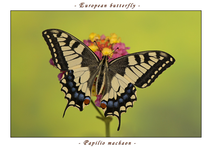 papilio machaon appena nato