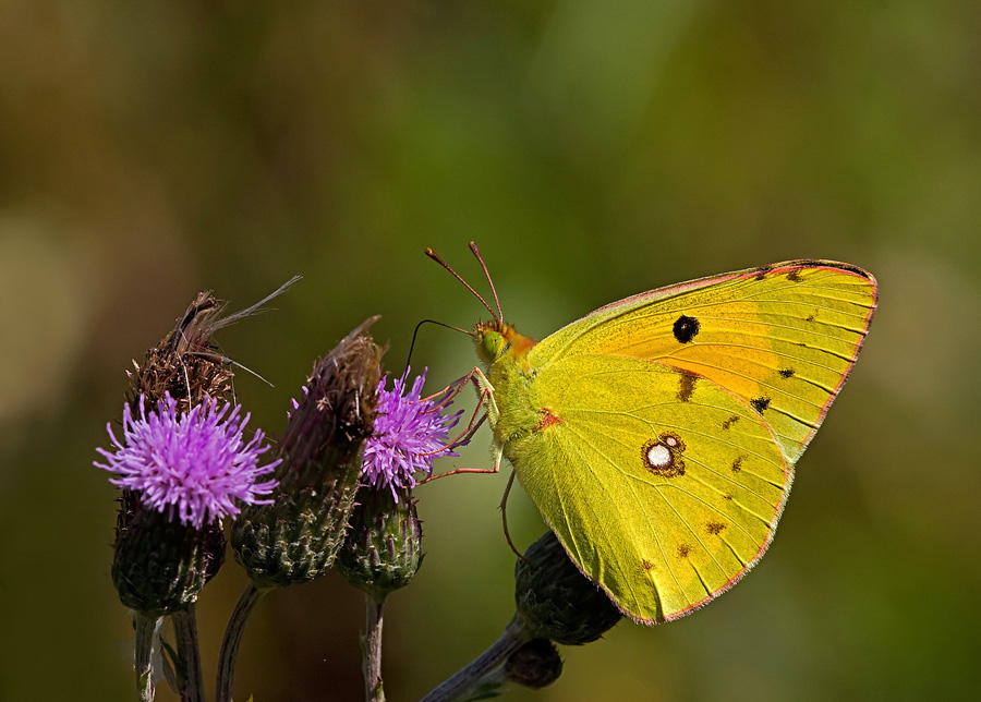 Colias crocea