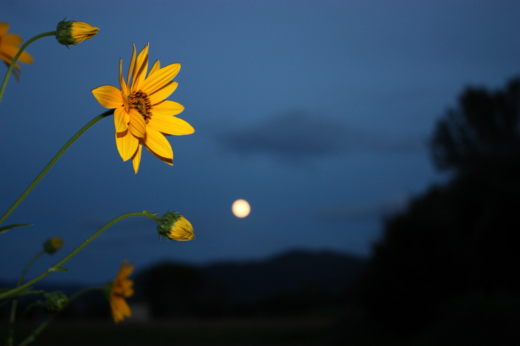 Helianthus tuberosus - Topinambur