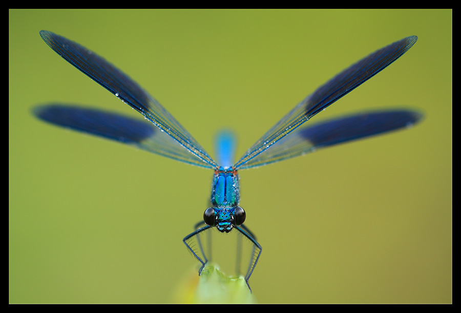 Damigella ad ali aperte