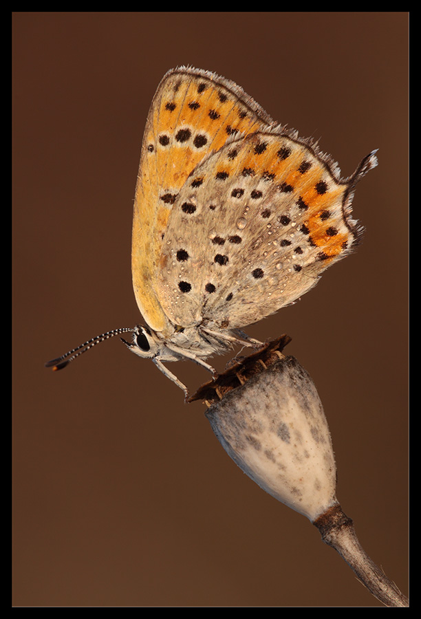 Lycaena thersamon