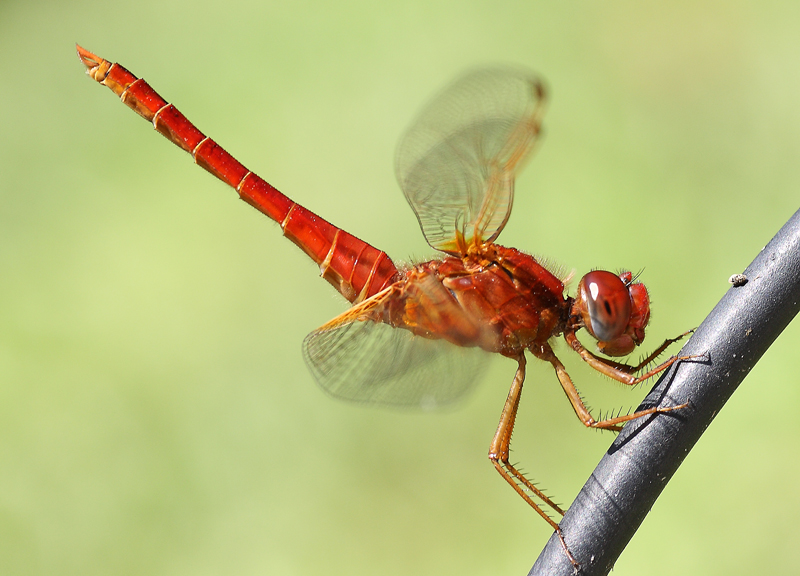 Crocothemis erythraea