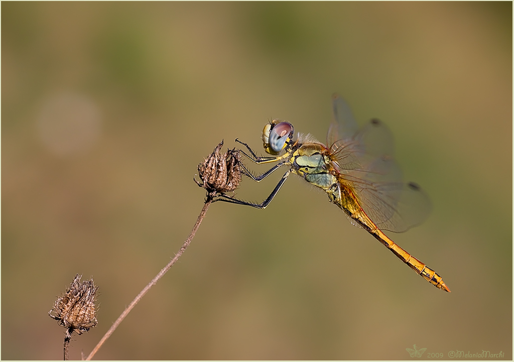 Sympetrum fonscolombii