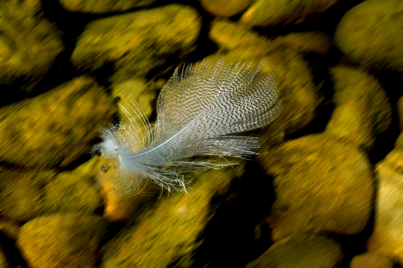 scorrevolmente-macropanning