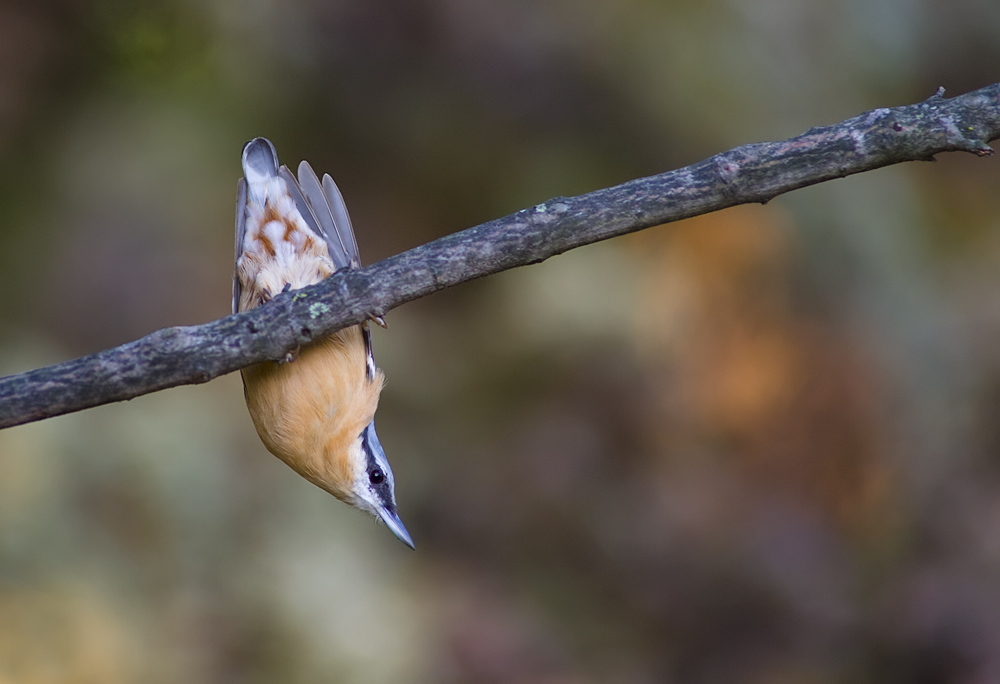 Il Picchio Muratore impertinente