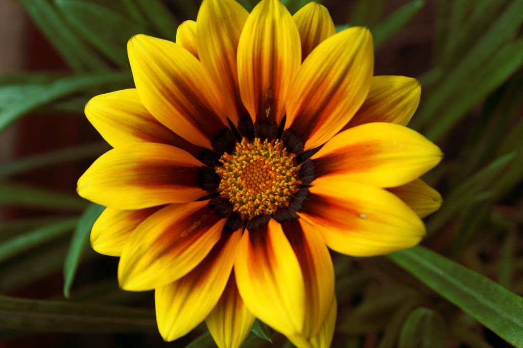 Esplosione di colori