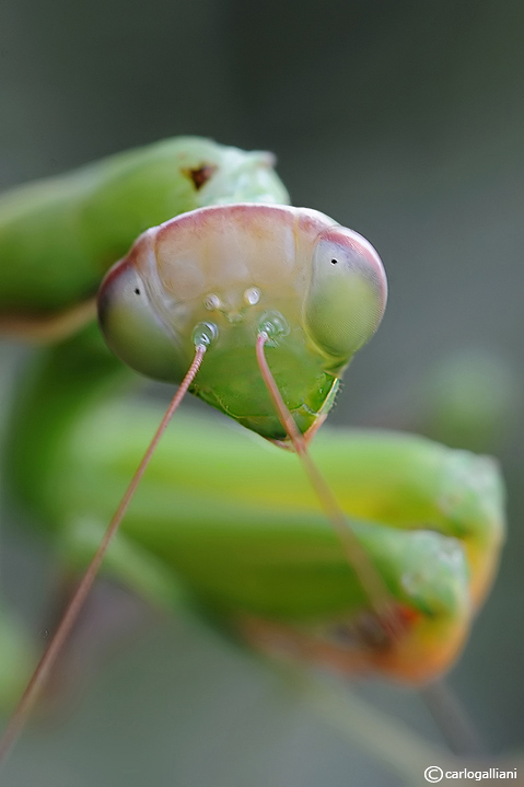 Mantide naif sognante