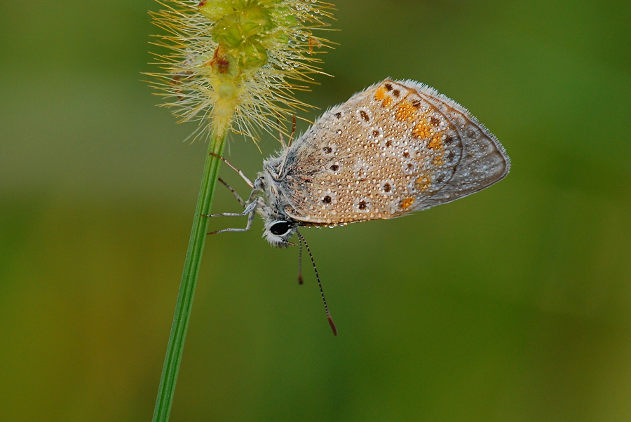 Il primo raggio di sole