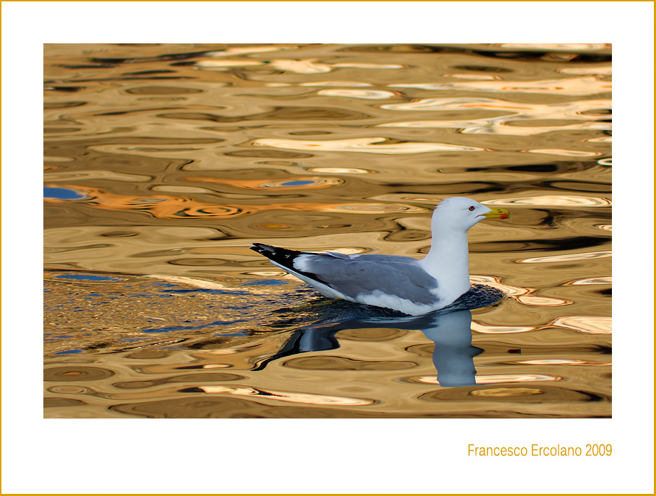 Navigando nell'oro...