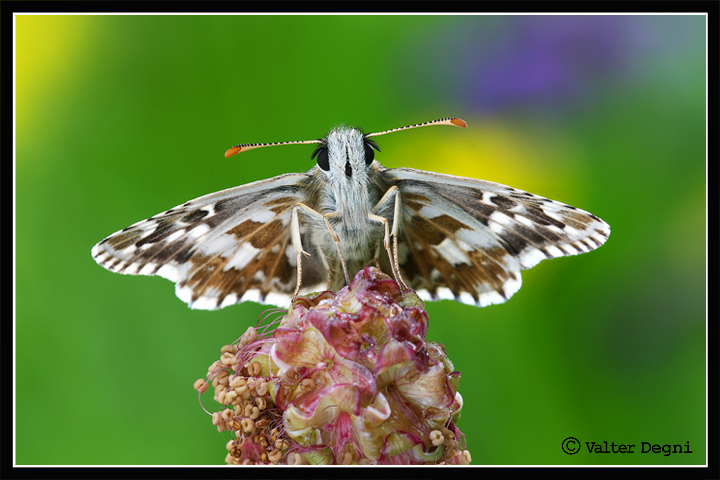 I colori della primavera