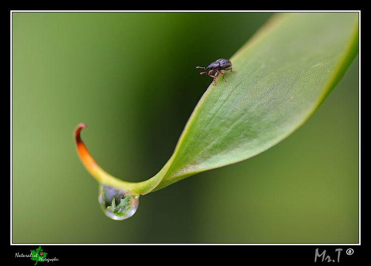 L'elefante pi� piccolo di una goccia