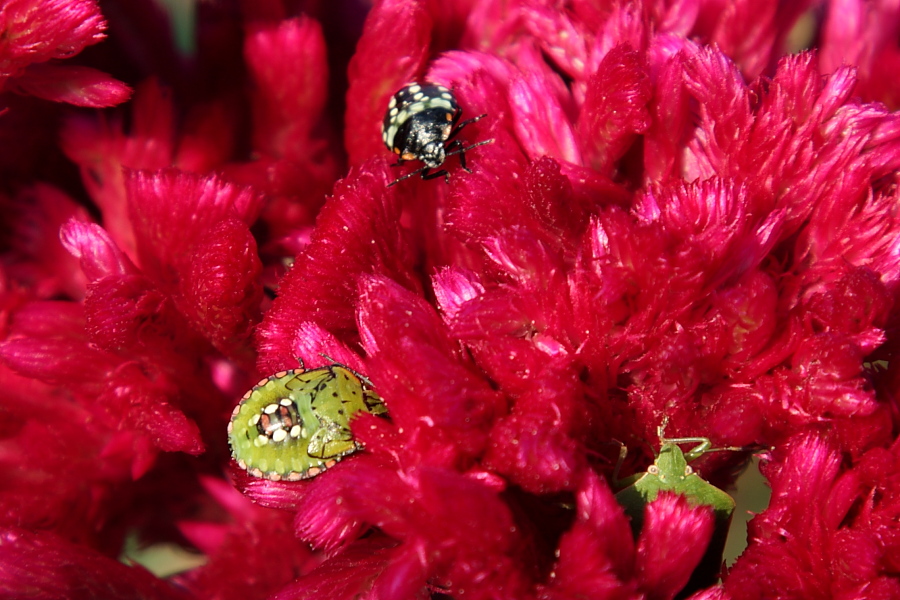 In tre nella porpora