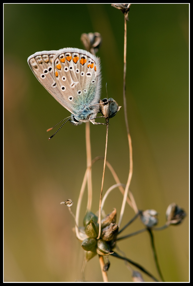 Faefallina ( la solita )