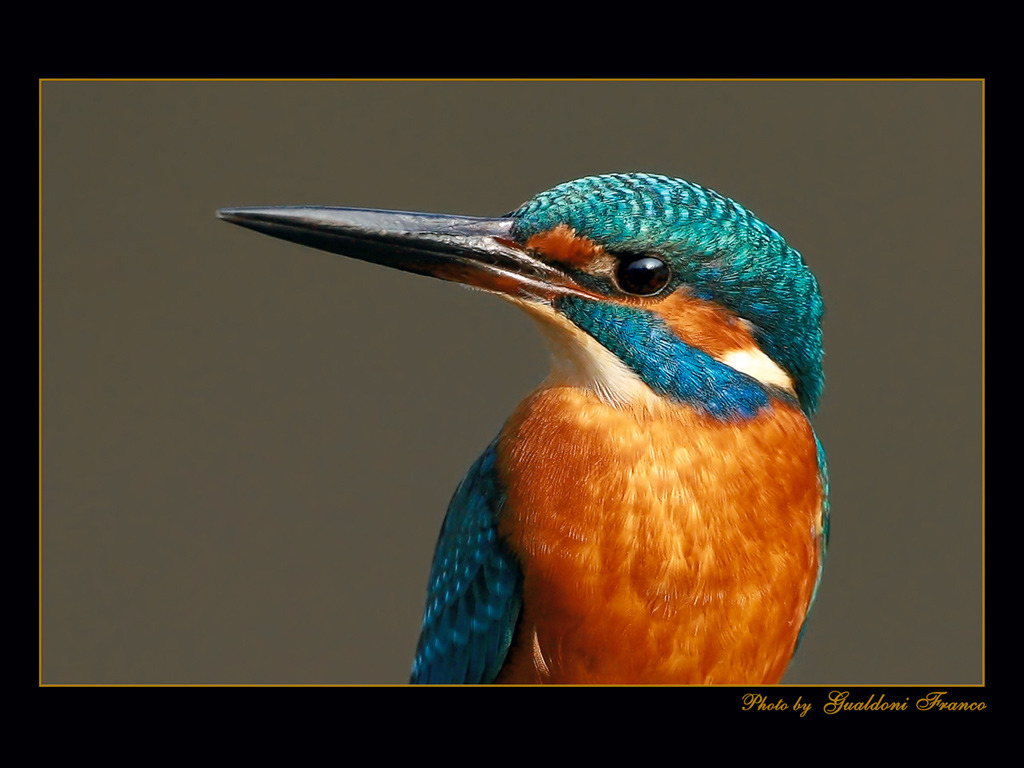 Ritratto di martino...