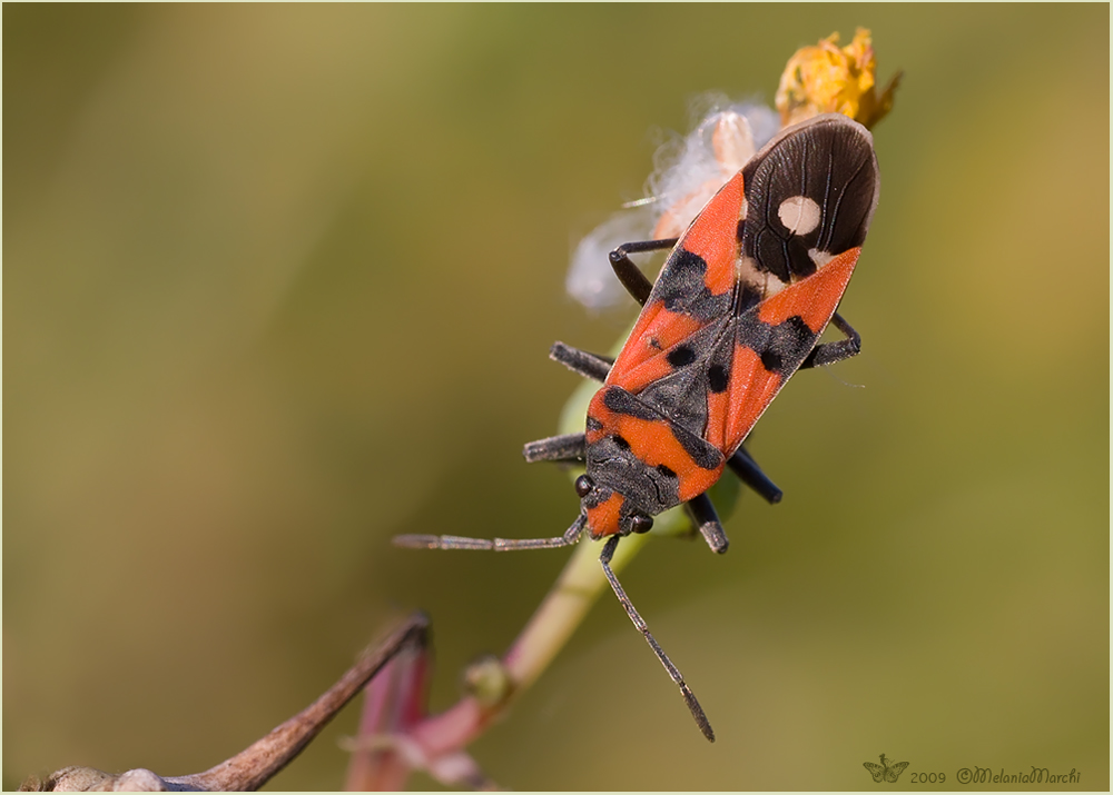 Lygaeus equestris-01