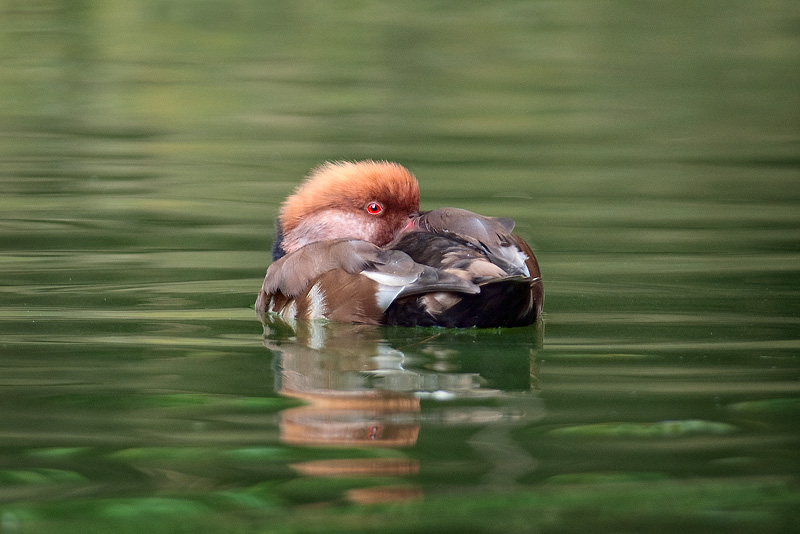 occhio che ti tengo d'occhio
