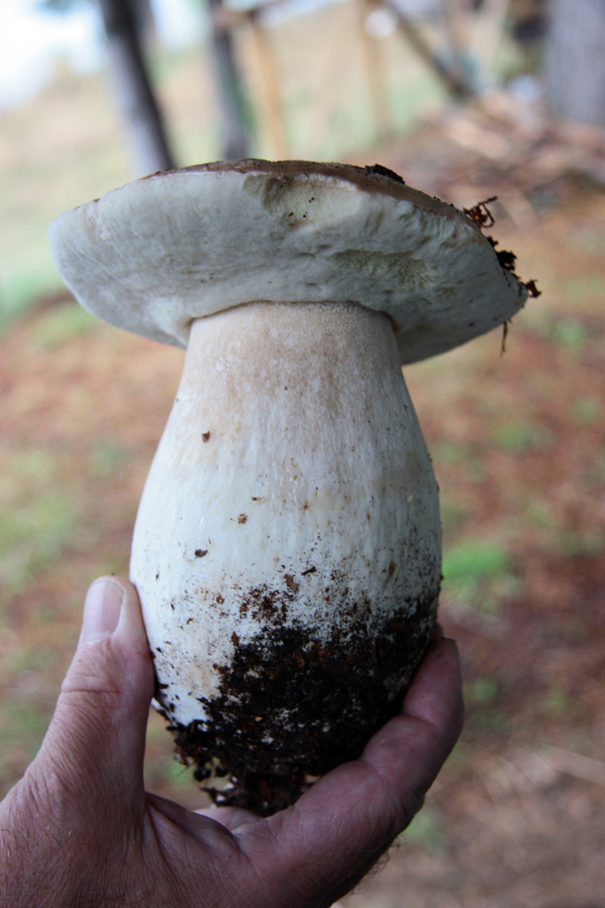 RITRATTO  " REGALE "