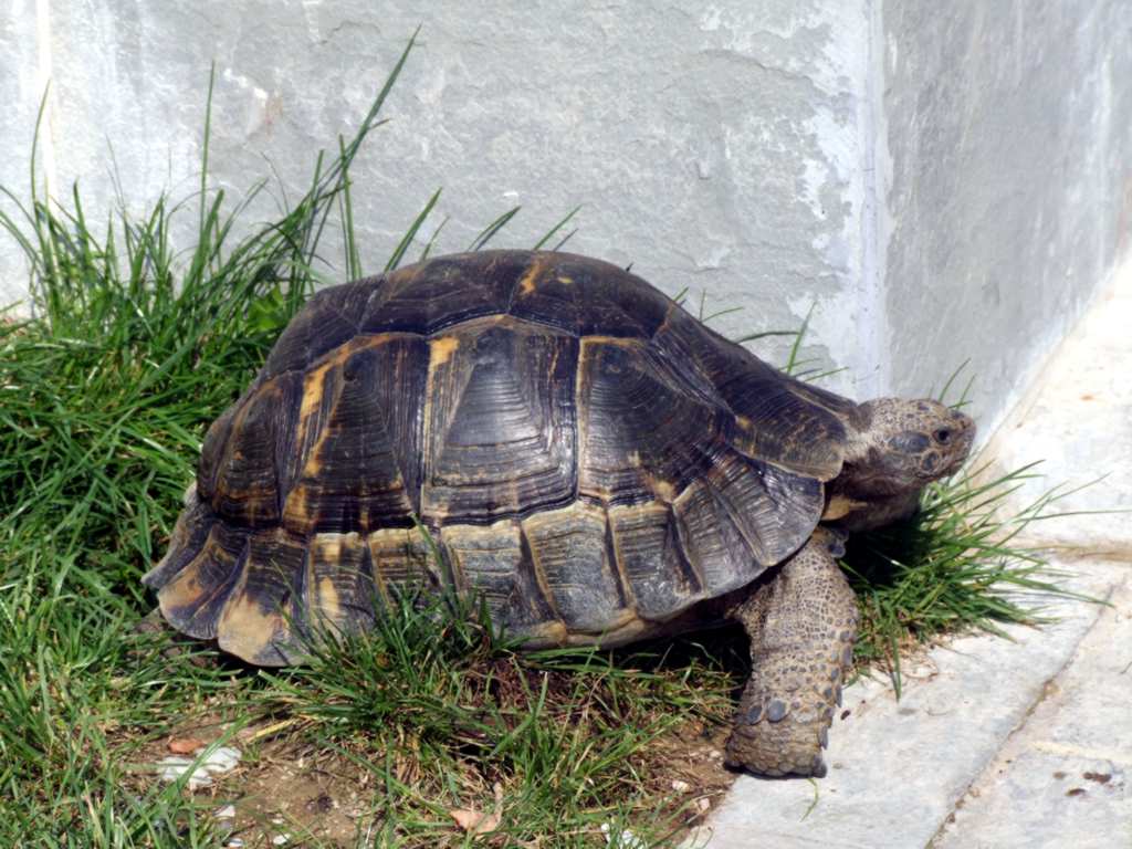 tartaruga