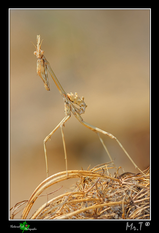 Empusidae....la prima di quest'anno!