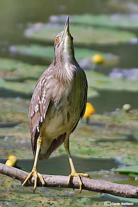 Giovane di Nitticora