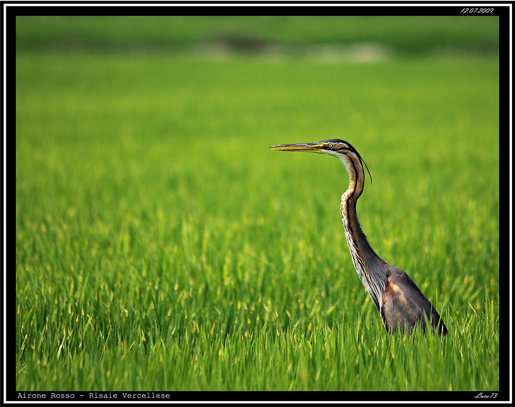 Airone Rosso # 2