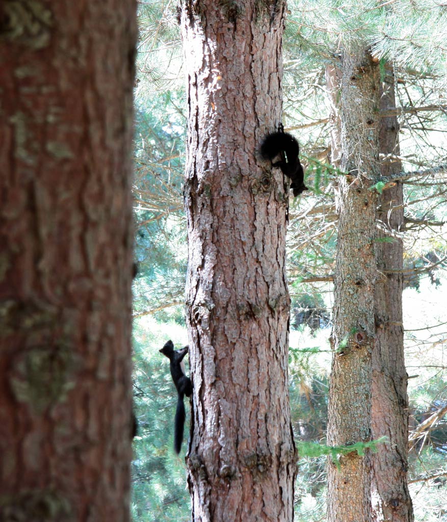 IMPRENDIBILI SAETTE DEL BOSCO