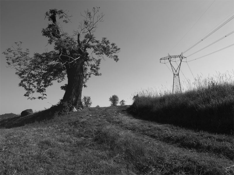 Gli alberi dell'uomo