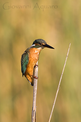 Mertino equilibrista