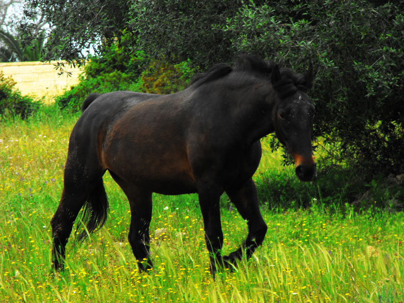 furia cavallo del west?